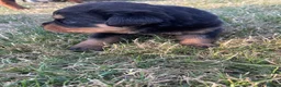 Rottweiler dogs for sale: Rottweiler in Crewe - Advert 3