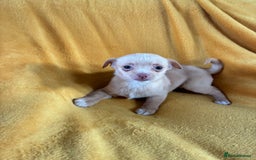 Chihuahua dogs for sale: Beautiful Chihuahua Puppies For Sale - Advert 18