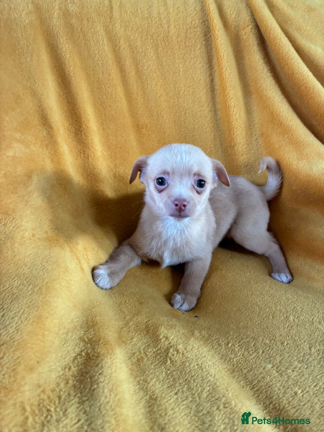 Chihuahua dogs for sale: Beautiful Chihuahua Puppies For Sale - Advert 18