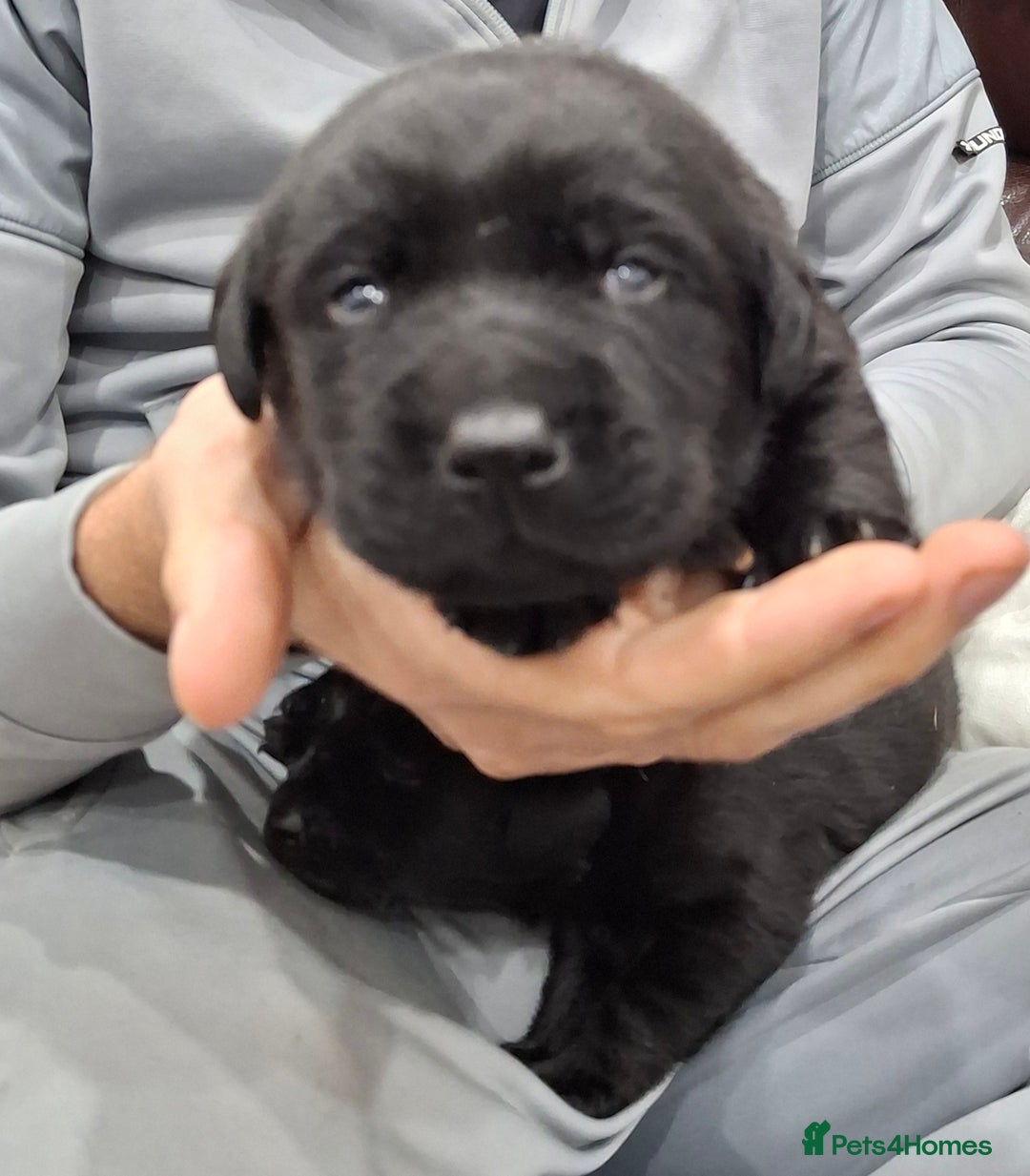 Labrador Retriever dogs for sale: KC Registered Health Tested Labrador puppies - Advert 3