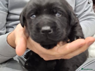 Labrador Retriever dogs KC Registered Health Tested Labrador puppiess - Advert 4