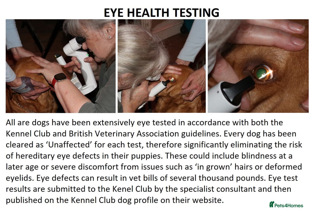 Labrador Retriever dogs for sale: Red Fox Labs : Health Checked-KC Reg-FTCH Pedigree - Image 17