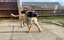 Mixed Breed dogs for sale: Mastiff cross. 2 year old. Family dog.  in Nuneaton - Image 9