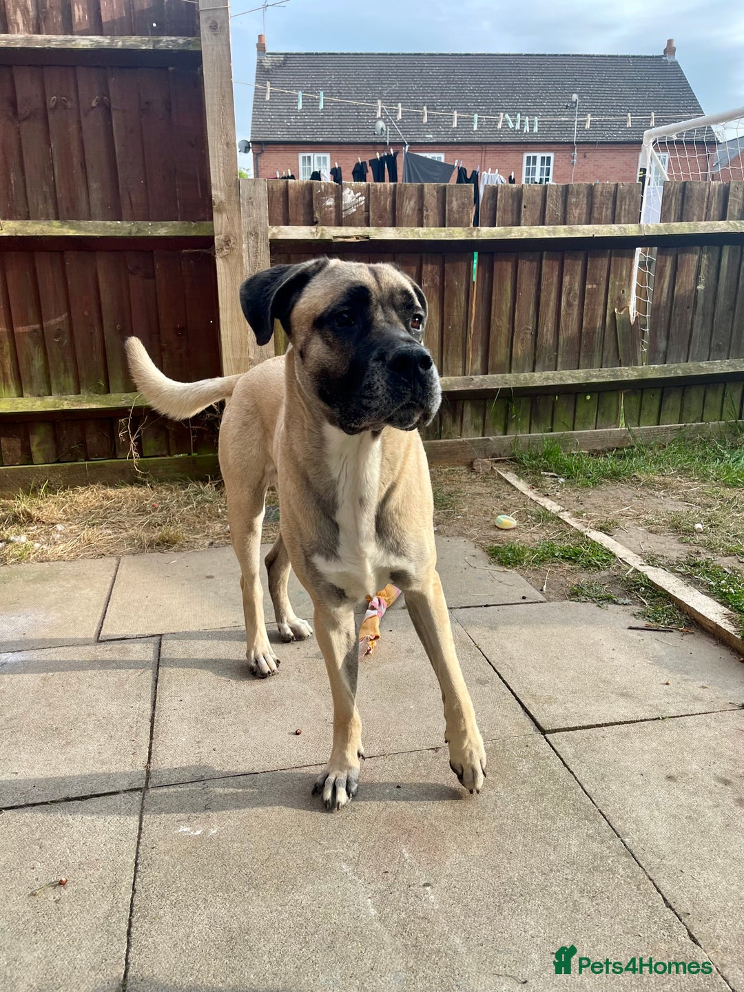 Mixed Breed dogs for sale: Mastiff cross. 2 year old. Family dog.  in Nuneaton - Image 9