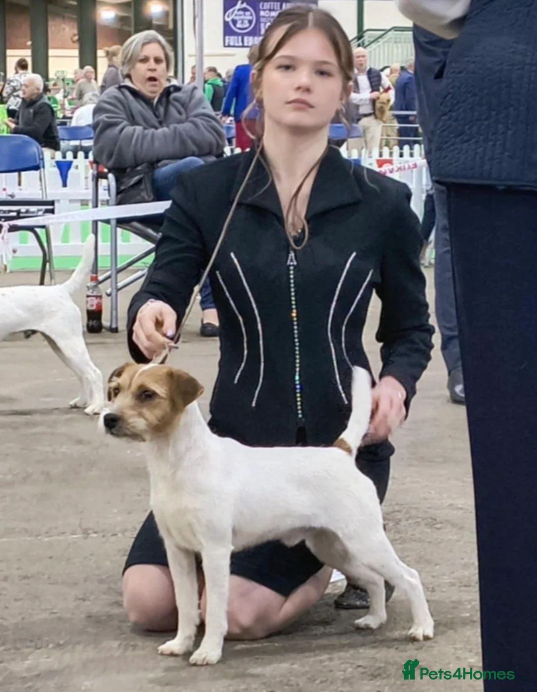 Parson Russell dogs for stud: KC Registered Parson Russell Terrier Stud - Advert 3