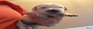 Golden Retriever 5