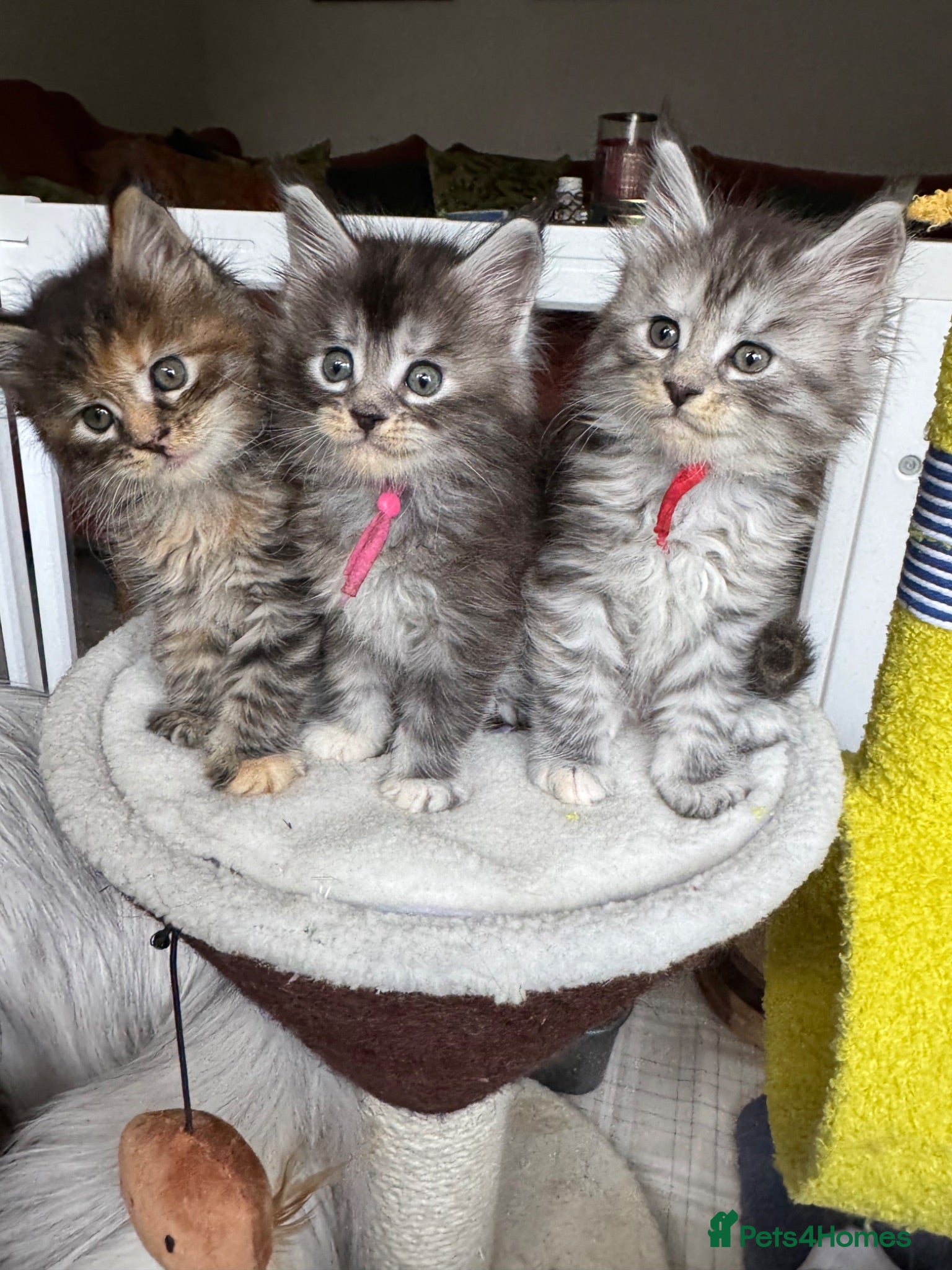 Maine Coon cats Superb quality Maine coon girls  - Advert 1