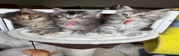 Maine Coon cats for sale: Superb quality Maine coon girls  - Advert 1