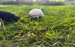 Labrador Retriever dogs for sale: KC health tested Labrador Pups  - Image 40