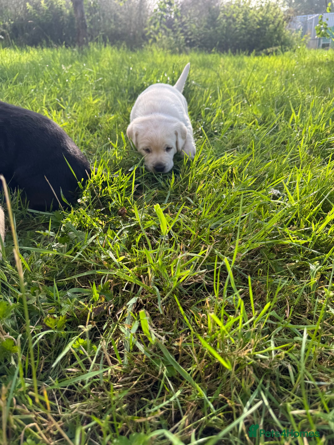 Labrador Retriever dogs for sale: KC health tested Labrador Pups  - Image 40
