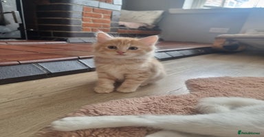 British Shorthair cats - Advert 15