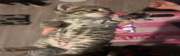 Mixed Breed cats for sale: Beautiful kittens  - Advert 15
