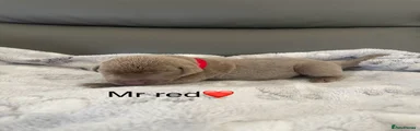 Labrador Retriever 1