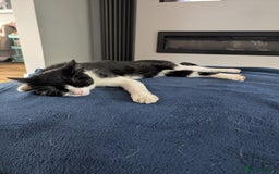 Domestic Shorthair cats for sale: Olaf and stitch need a new home  - Image 2