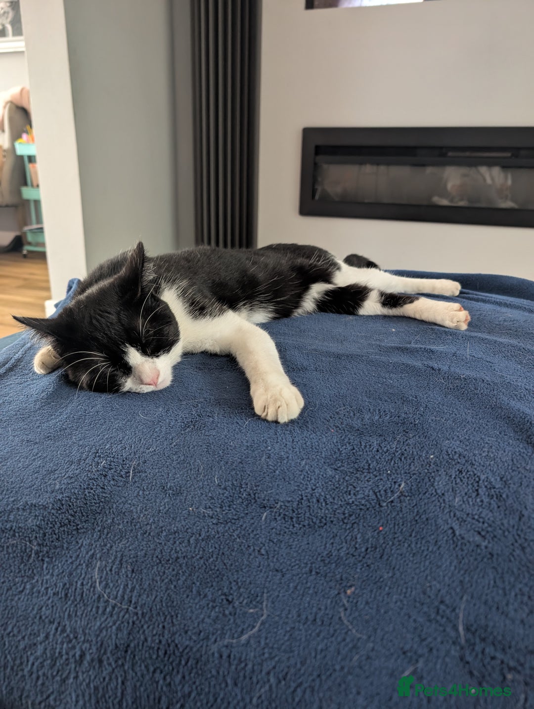 Domestic Shorthair cats for sale: Olaf and stitch need a new home  - Image 2