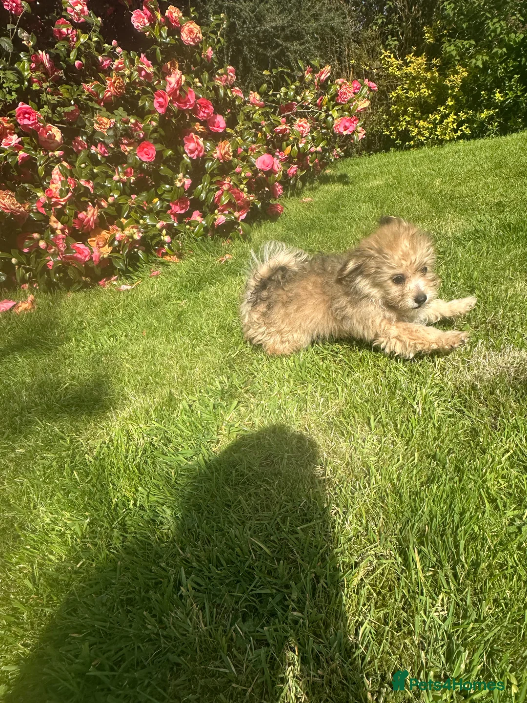 Mixed Breed dogs for sale: Pomchon huggy bear - Advert 2