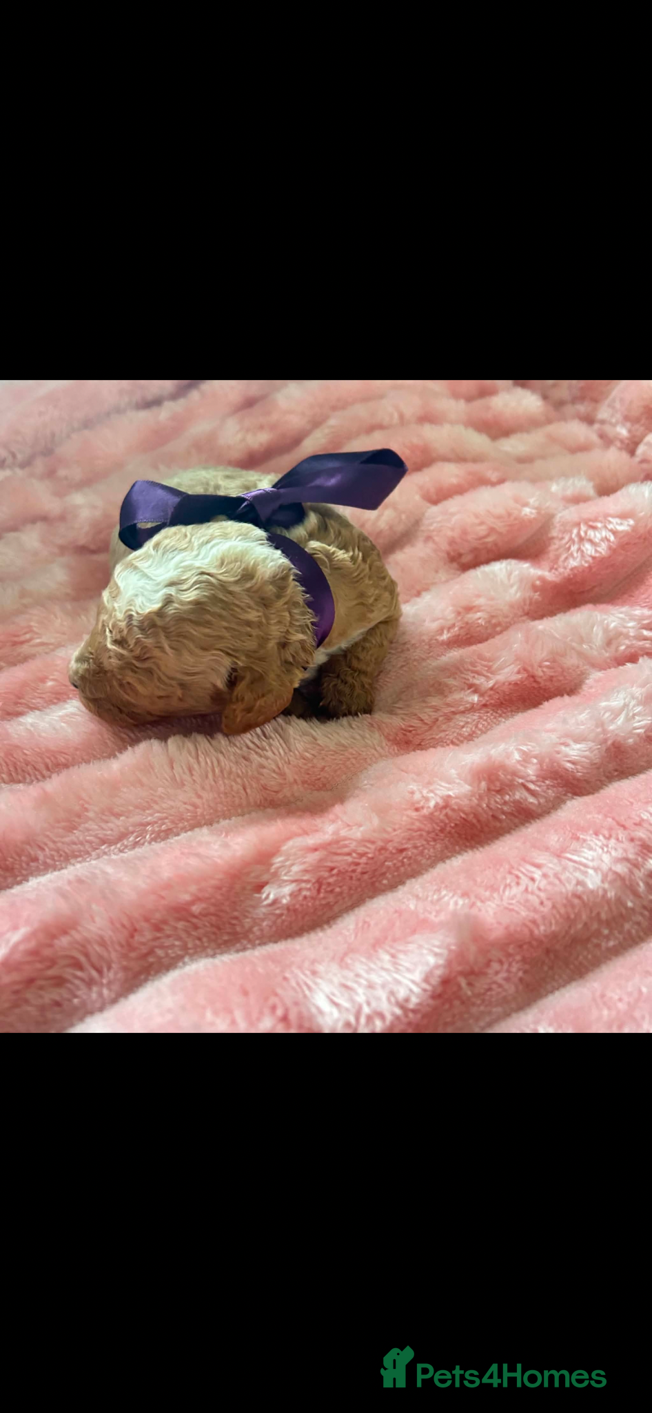 Miniature Poodle dogs for sale: ⭐️⭐️ stunning miniature poodle puppies ⭐️⭐️ - Advert 6