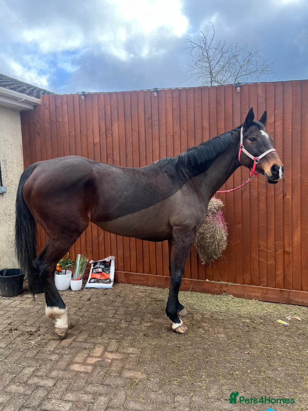 English Thoroughbred horses for sale: Beautiful 16.1hh thoroughbred mare *£2250(ono)* - Advert 3
