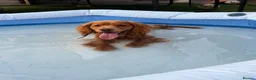 Cocker Spaniel dogs for sale: 1 year old working cocker spaniel  in Dalkeith - Advert 7
