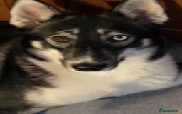 Siberian Husky dogs for sale: Siberian husky  - Image 1