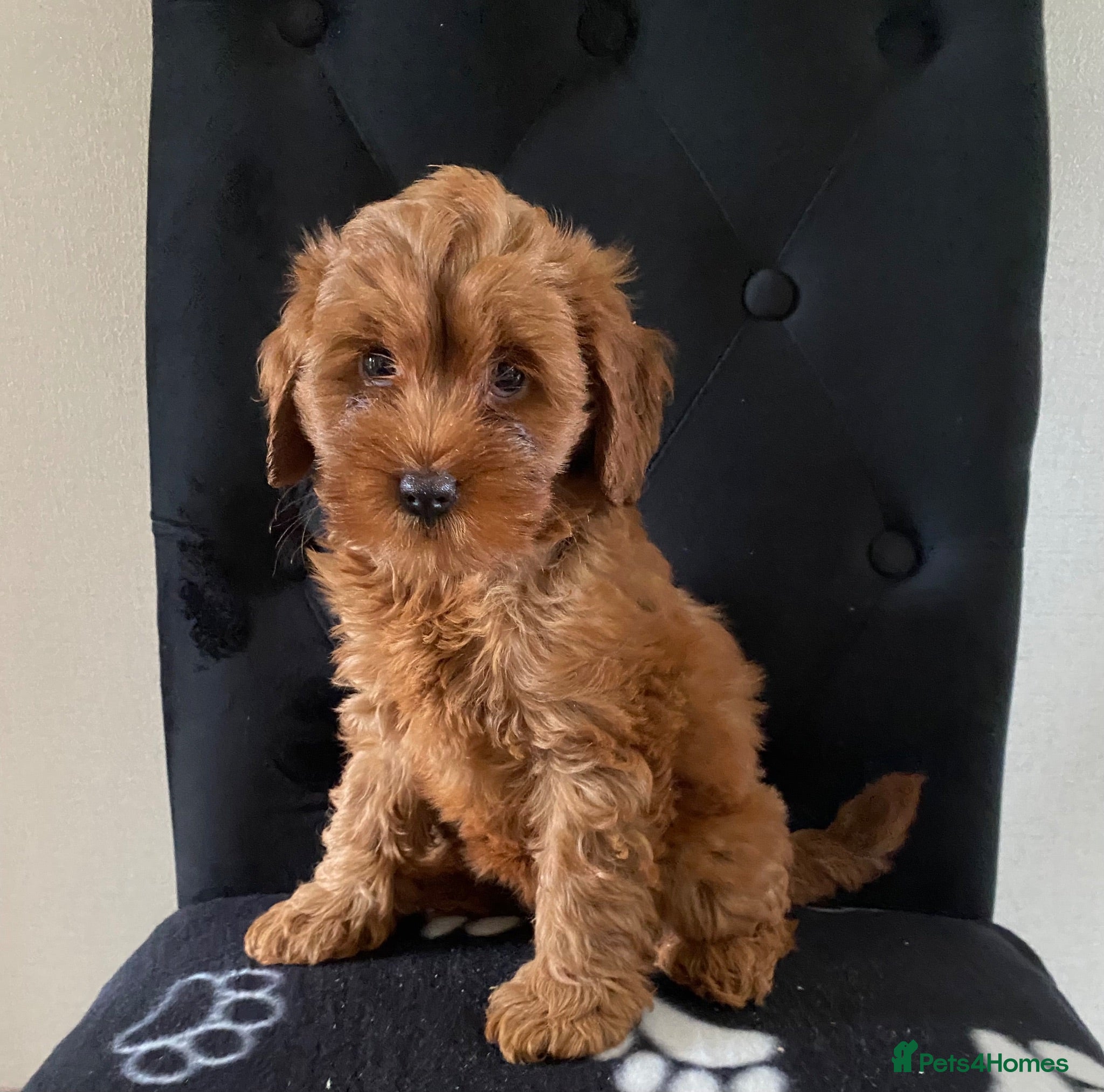 Cavapoo dogs ❤️ Red Cavapoo F1B Girls ❤️ - Advert 1