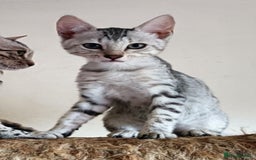 Bengal cats for sale: Bengal Mix Kittens High % Wild Asian Leopard Cat  - Image 24