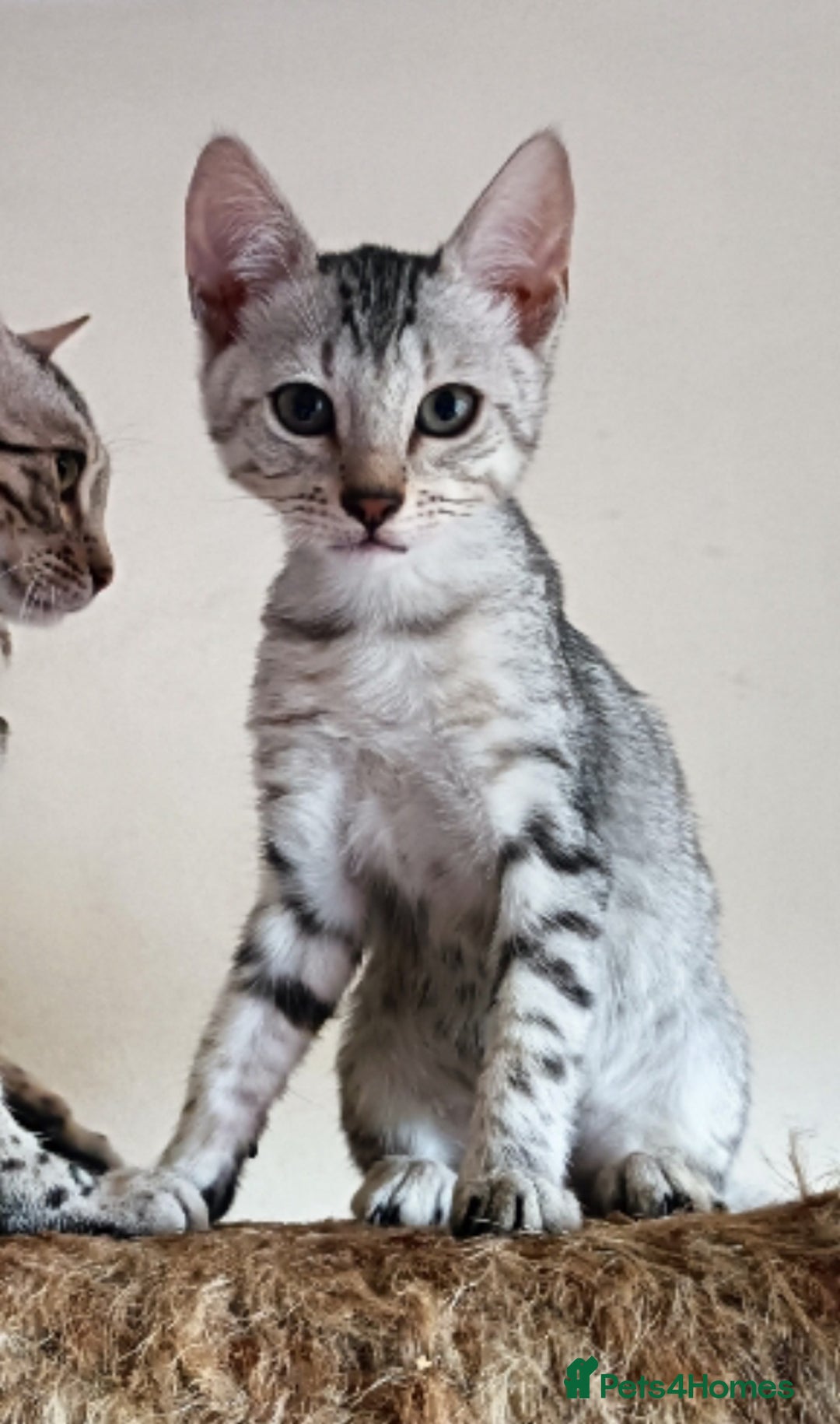Bengal cats for sale: Bengal Mix Kittens High % Wild Asian Leopard Cat  - Image 24