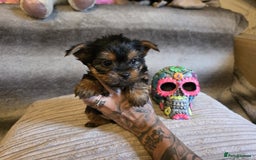 Yorkshire Terrier dogs for sale: Miniature Pedigree Yorkshire Terrier Puppies - Image 13