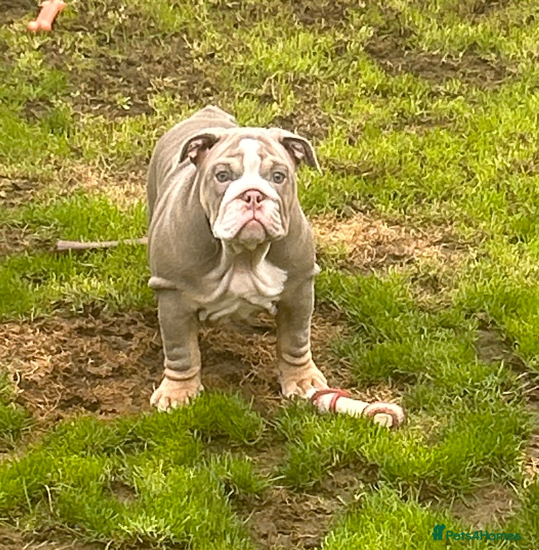 English Bulldog dogs Winnie’s amazing litter of 6 beautiful babies - Advert 2