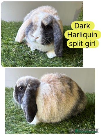 Mini Lop rabbits - Advert 6
