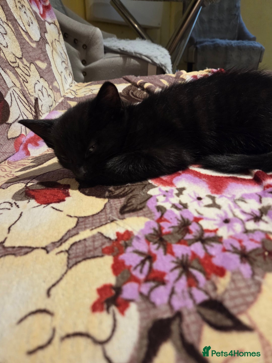 Domestic Shorthair cats for sale: 4 Beautiful Black Female Kittens - 8 Weeks Old - Advert 6