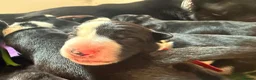Border Collie dogs for sale: Fully Health Tested Border Collie Puppy For Sale in Coleford - Advert 27