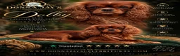 Cavalier King Charles Spaniel dogs for stud: Donnajays stud boys kc laboratory health tested  - Advert 2