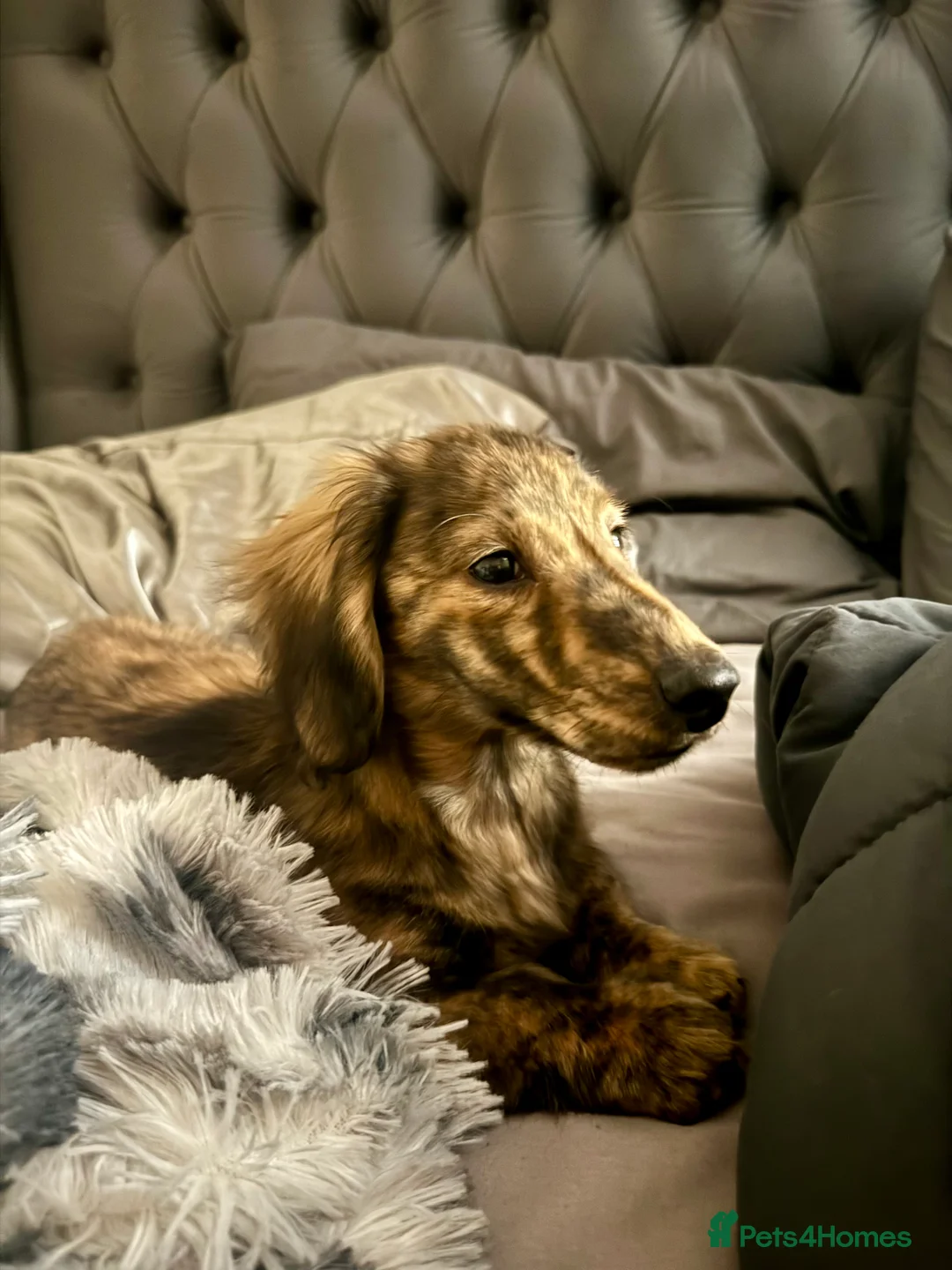 Miniature Dachshund dogs for sale: Cream Brindle L/H Mini Dachshund  - Advert 5