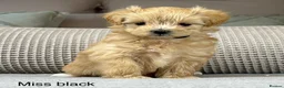 Maltipoo dogs for sale: A BEAUTIFUL ARRAY OF COLOURS AND LOVELINESS  - Advert 3