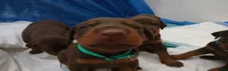 Dobermann dogs for sale: Dobermann puppies - Advert 19
