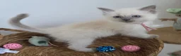 Ragdoll cats for sale: GCCF REGISTERED PEDIGREE RAGDOLL KITTENS  - Advert 11