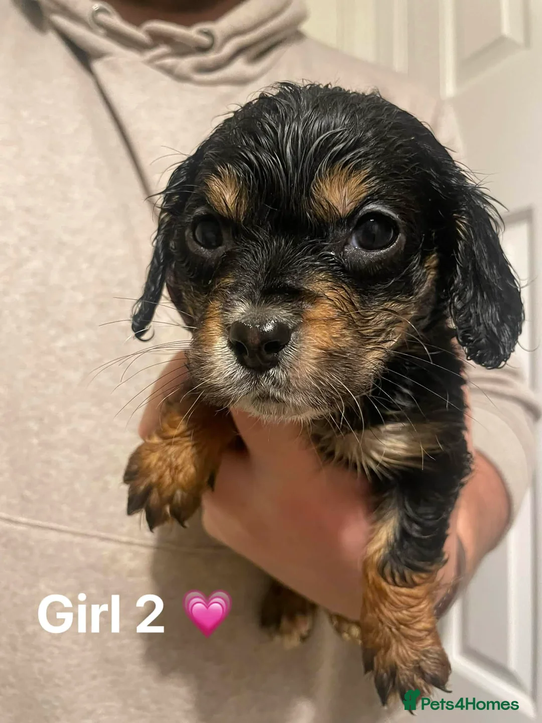 Cockapoo dogs for sale: Cockapoo Puppies (2 Boys, 2 Girls) - Advert 7