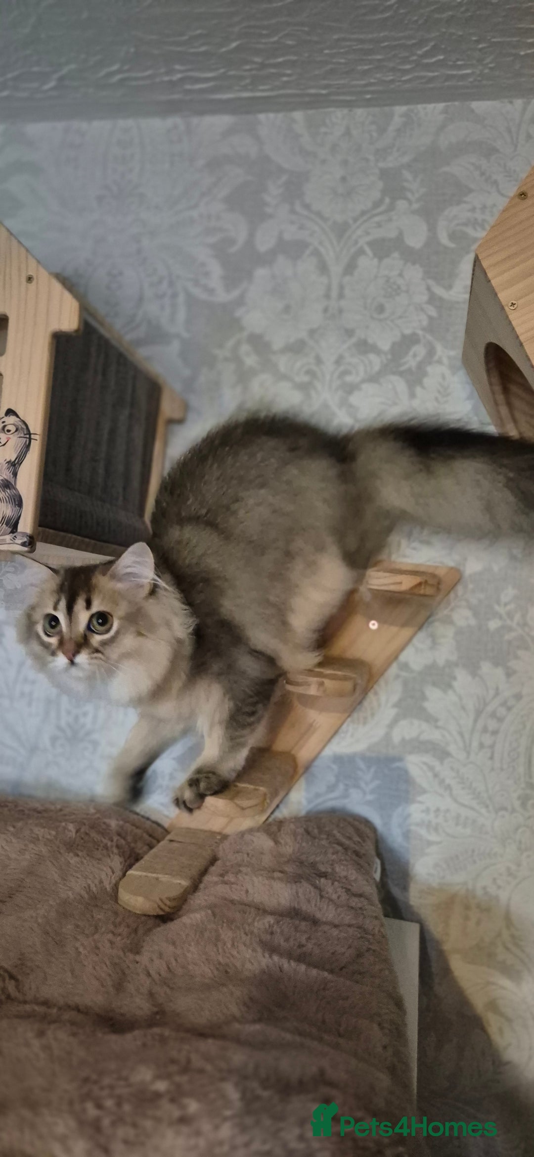 Scottish Fold cats for sale: 1 boy and 1 girl left Amazing Scottish Straights  in Ивсхам - Image 17