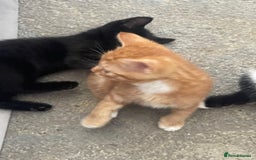 Mixed Breed cats for sale: 5 KITTENS FOR SALE🥰😍 - Image 7