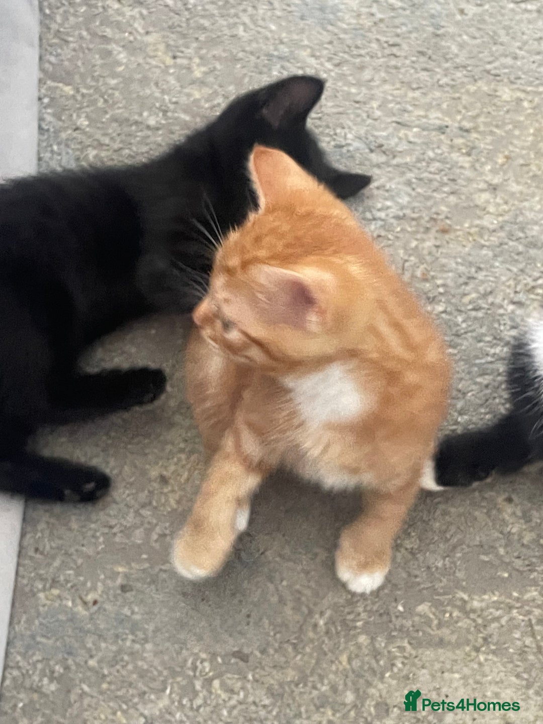 Mixed Breed cats for sale: 5 KITTENS FOR SALE🥰😍 - Image 7
