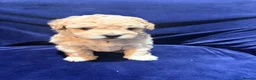 Poochon dogs for sale: Toy poodle/bichon - Advert 3