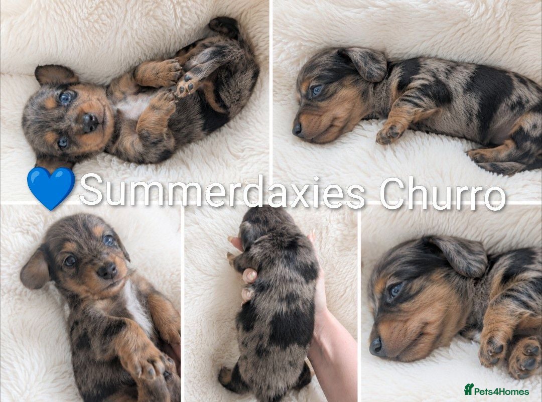 Miniature Dachshund dogs 🏆 Russian Champion lines + longhaired mini daxies - Advert 1
