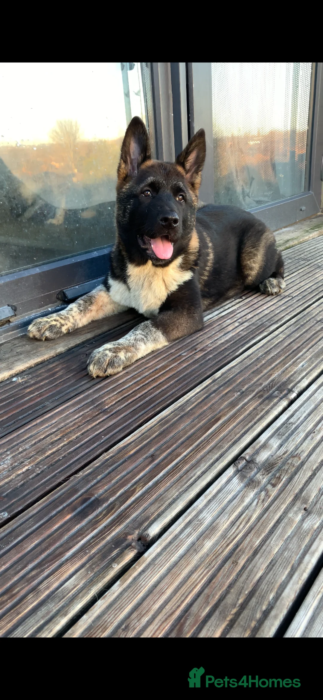 Akita dogs for sale: Beautiful Akita male puppy for sale  - Advert 4