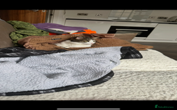 Mixed Breed cats for sale: FREE Gentle giant for sale - Image 9