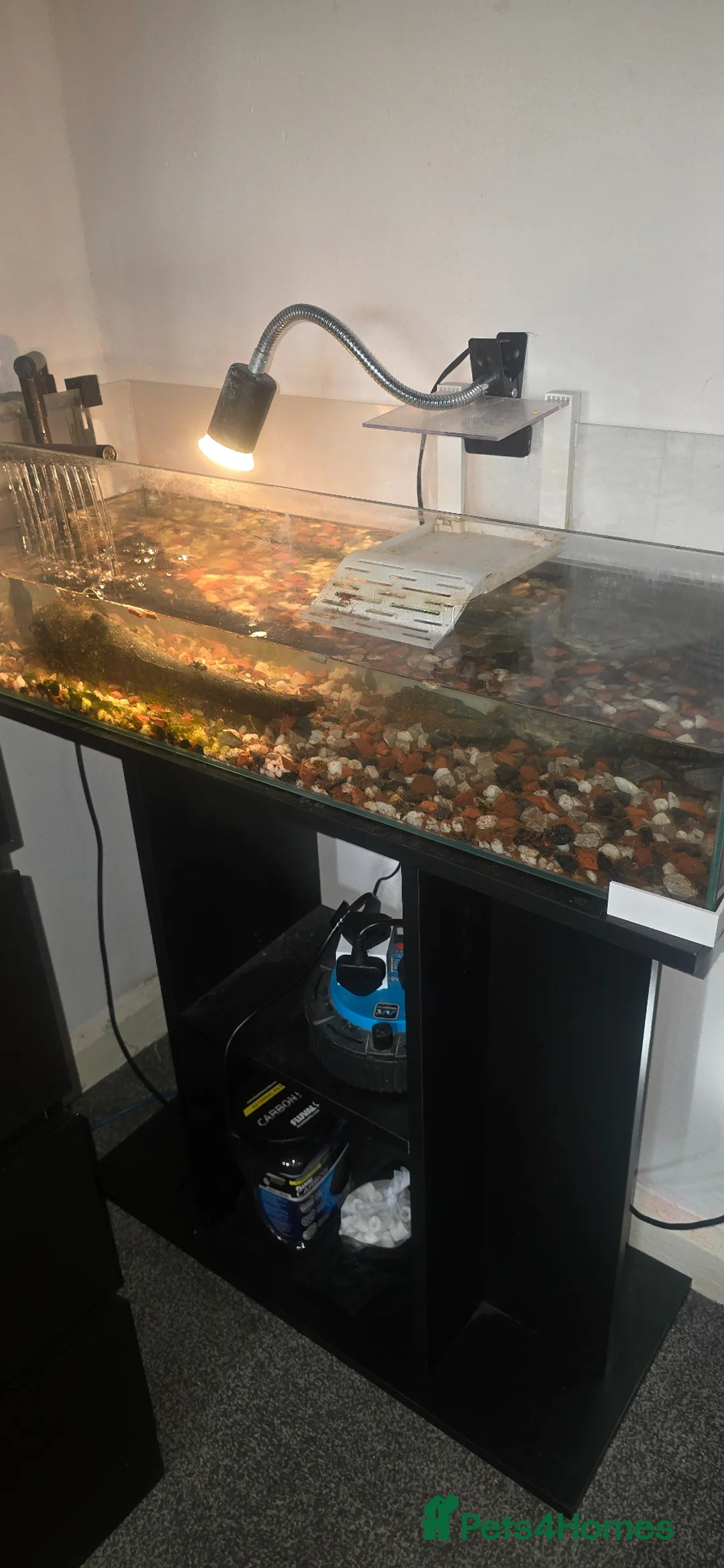 Turtle reptiles for sale: Musk turtle with full set up - Advert 1