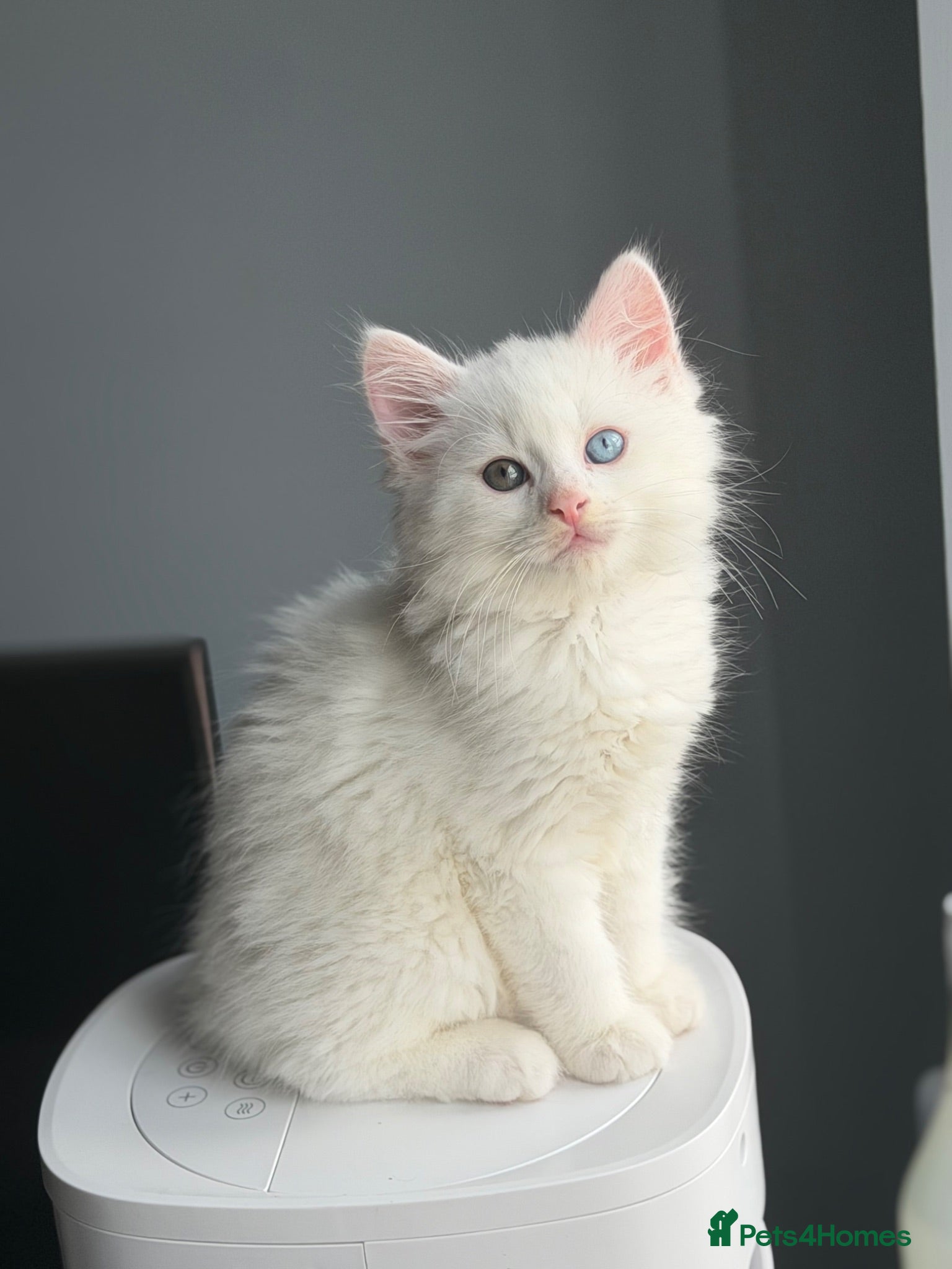 Mixed Breed cats Pure White Long hair kitten - Advert 10