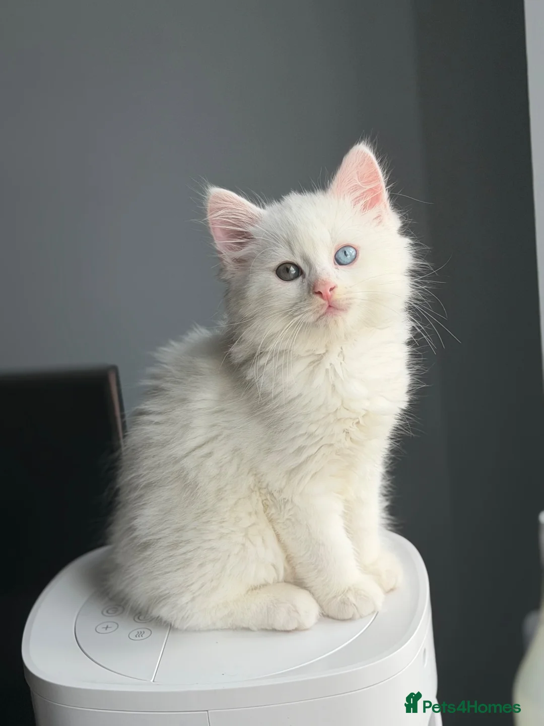 Mixed Breed cats for sale: Pure White Long hair kitten in Stoke-on-Trent - Advert 1