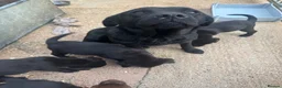 Labrador Retriever dogs for sale: KC registered working Labrador Puppys - Advert 7