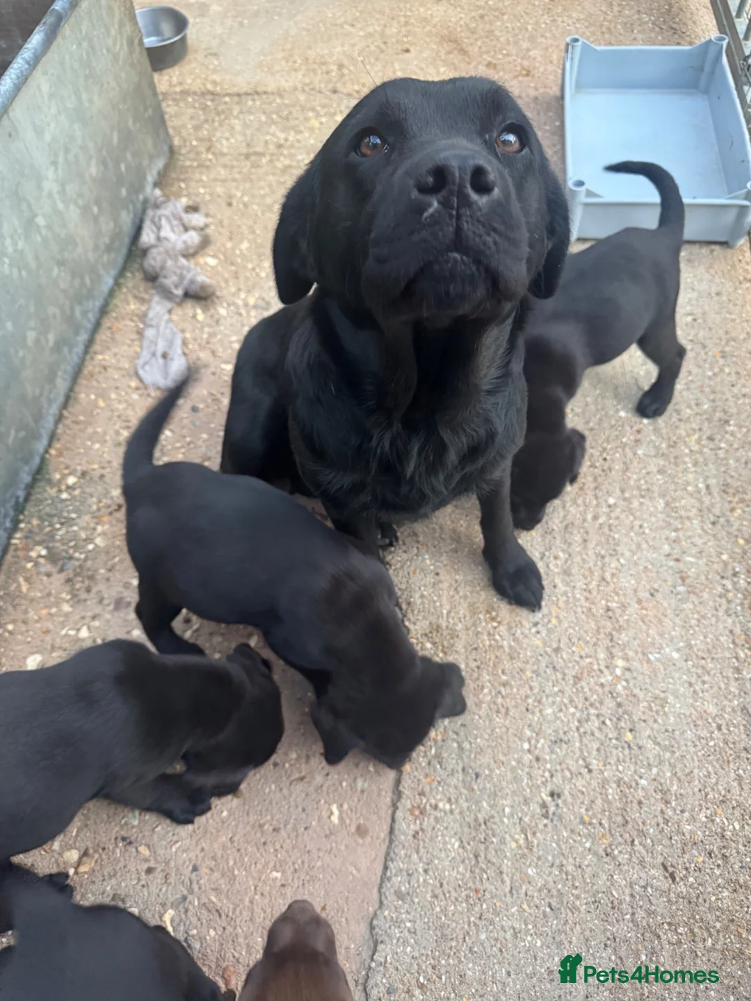 Labrador Retriever dogs for sale: KC registered working Labrador Puppys - Advert 7